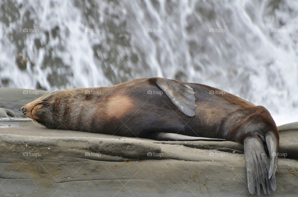 Seal resting by waterfall