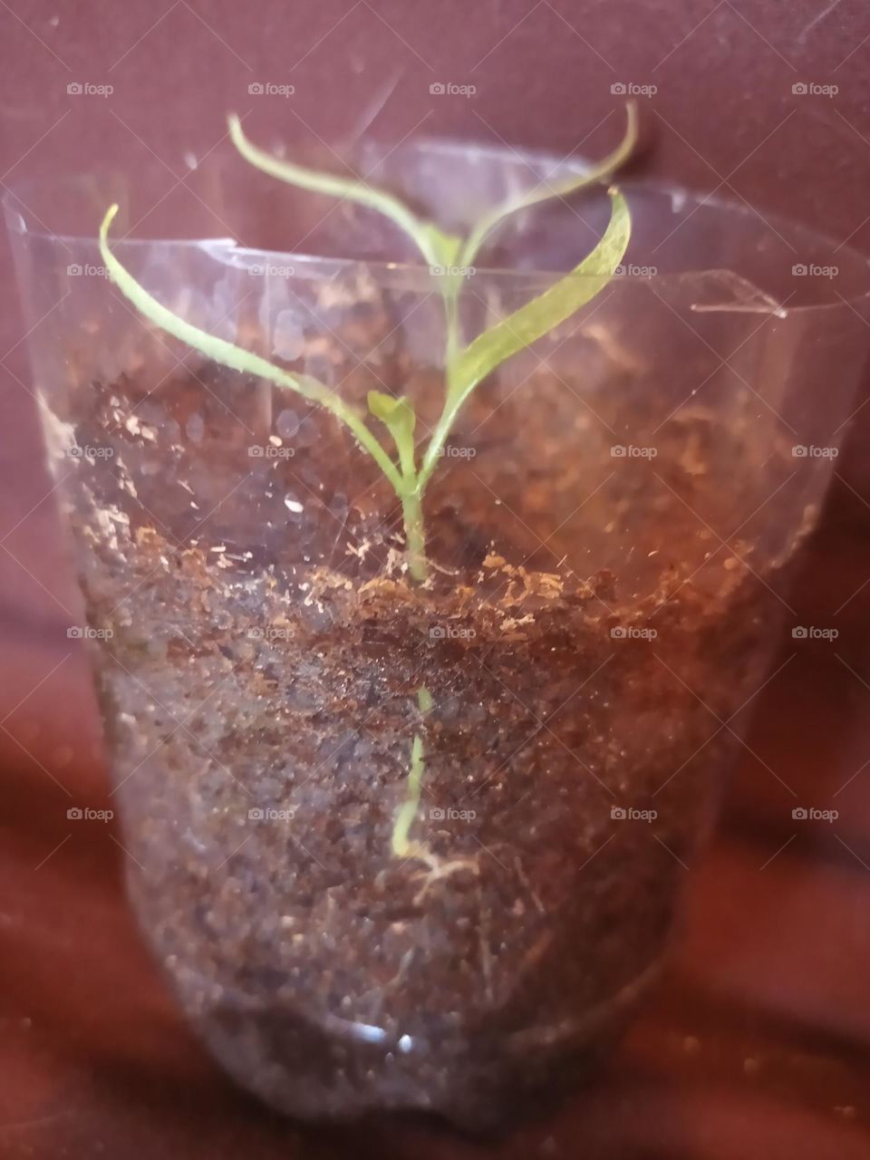 Plant plants to celebrite a earth day