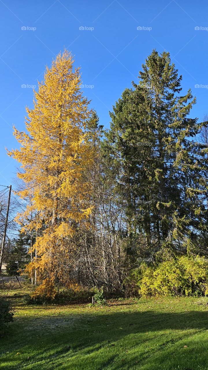 Autumn in Finland also colors the needles of the trees a wonderful yellow