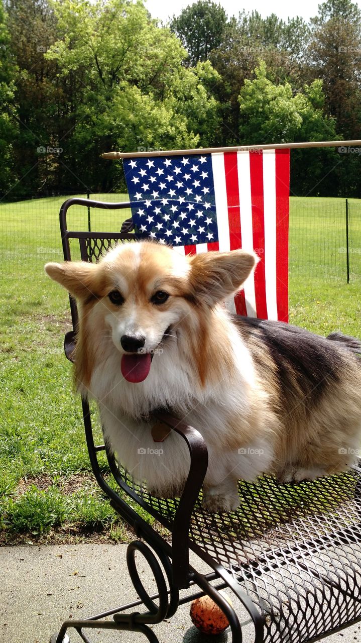 american dog