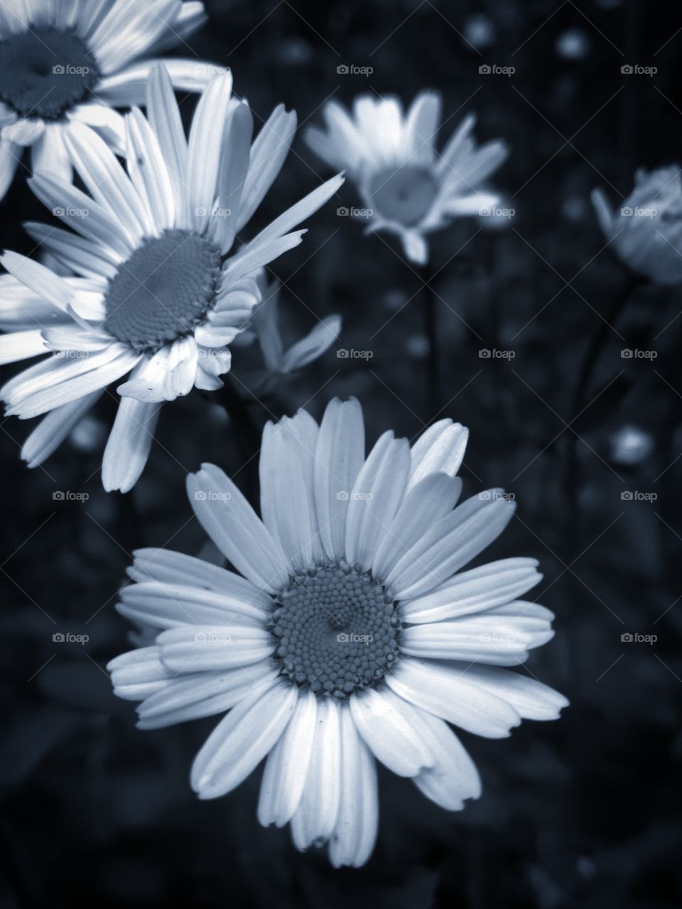 Chamomile.  Contrast of white and black