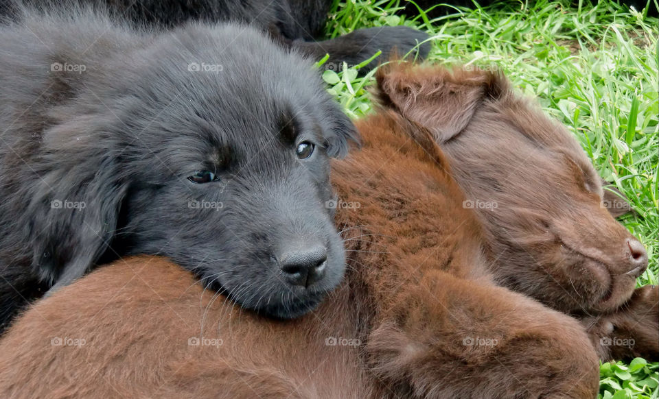 Close-up of two dogs