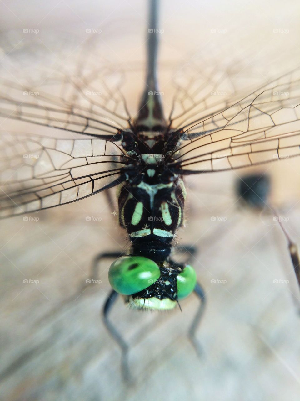 Dragonfly down. Poor fella flew into my french doors.  I was able to grab a shot while he got his bearings. 