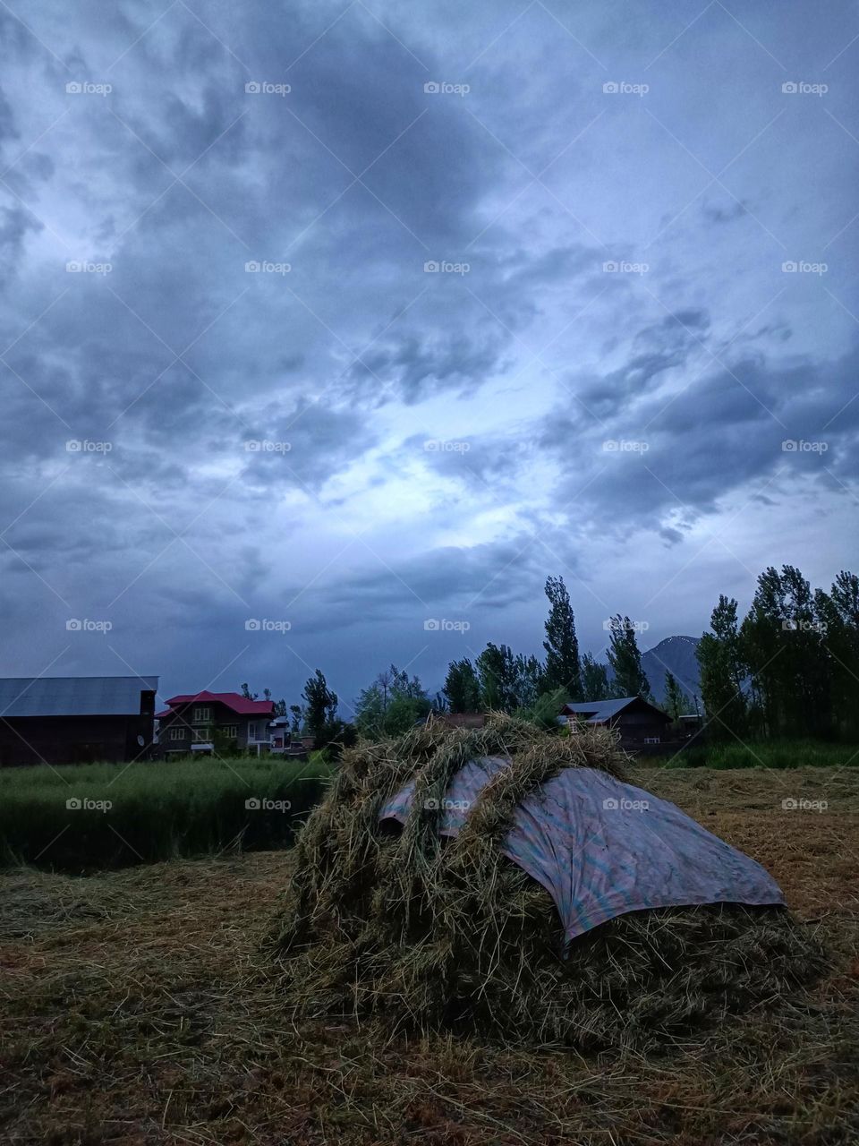 rainy evenings in field