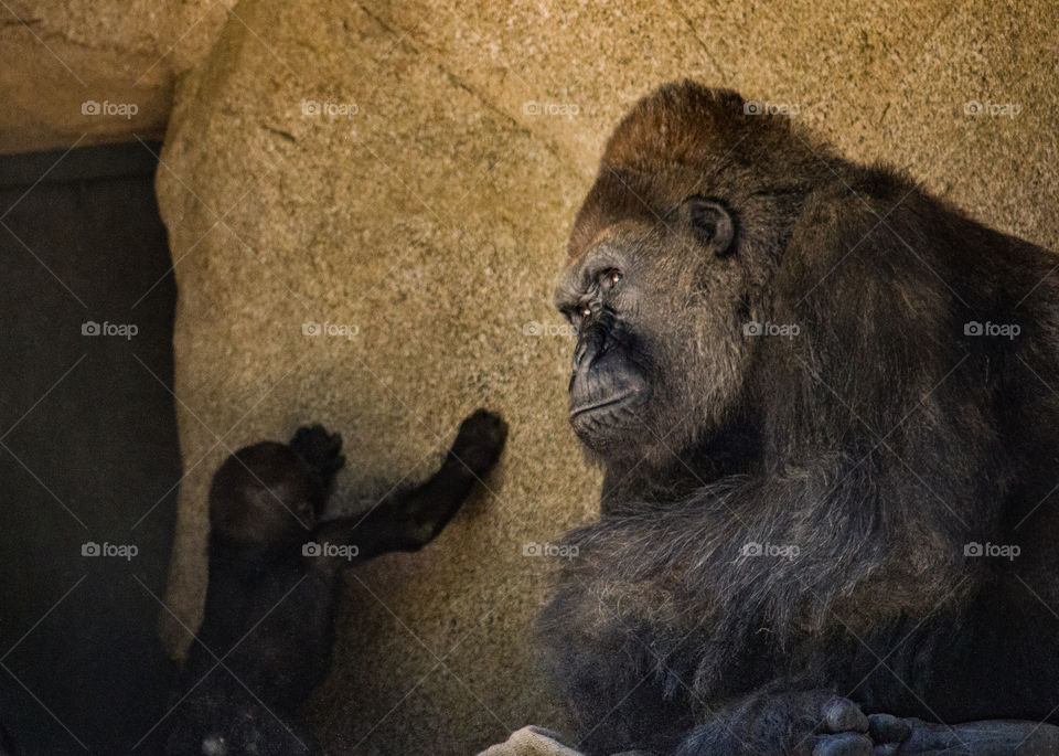 Silverback babysitting 