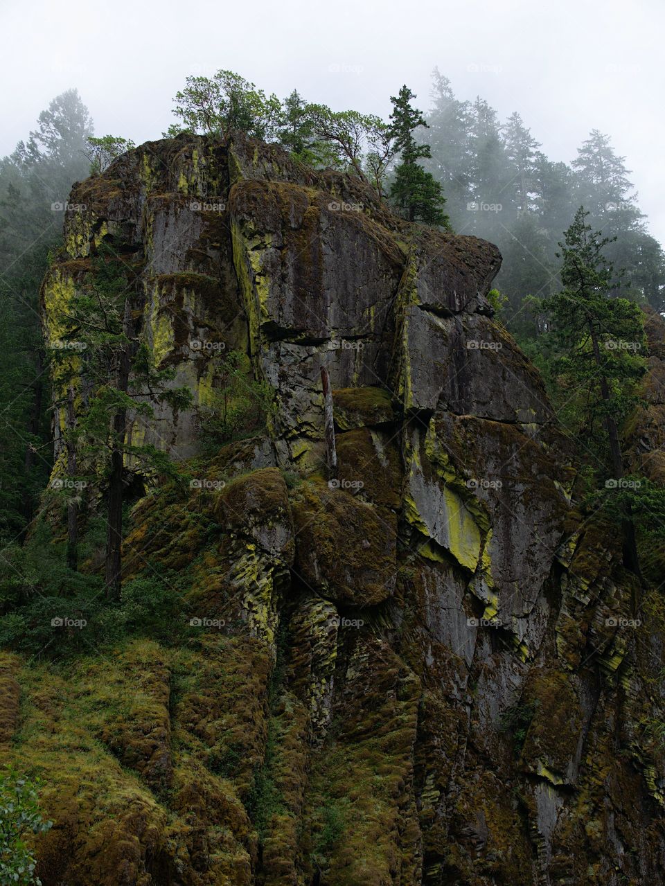 Moss covered cliffs with trees on the banks of the Umpqua River in Southwestern Oregon on a misty summer morning. 