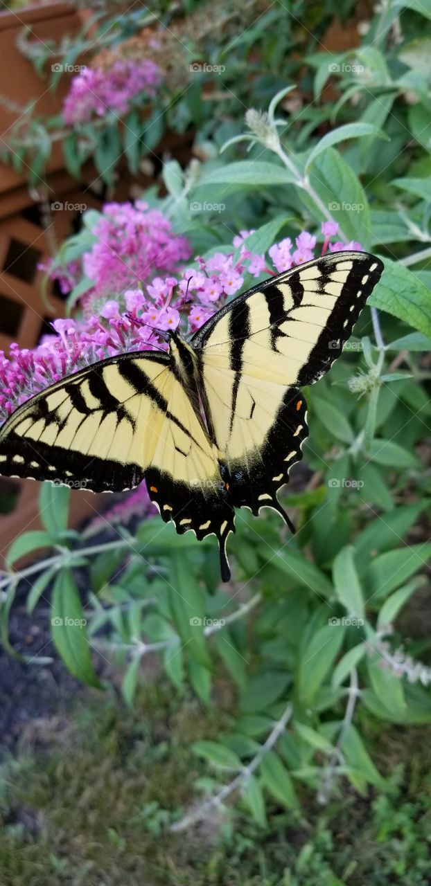 Beautiful yellow monarch butterfly