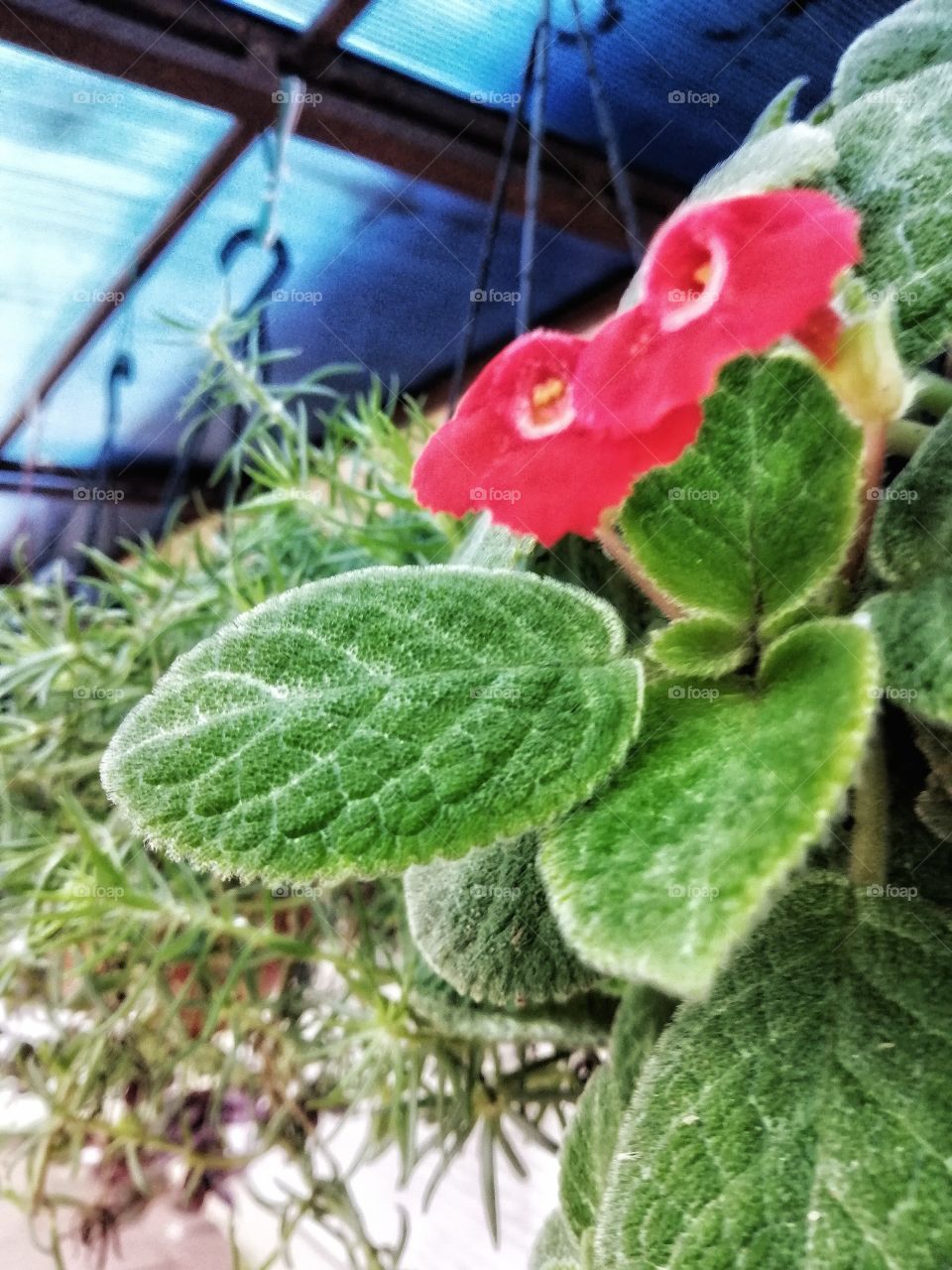 Leavs are more beautiful than flowers