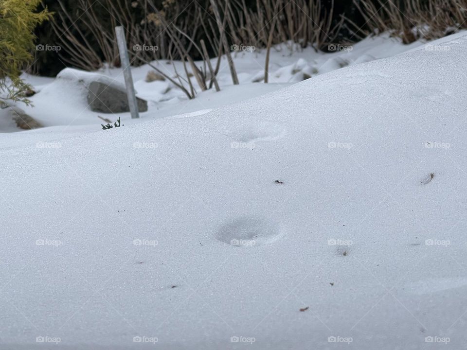 Footprints 