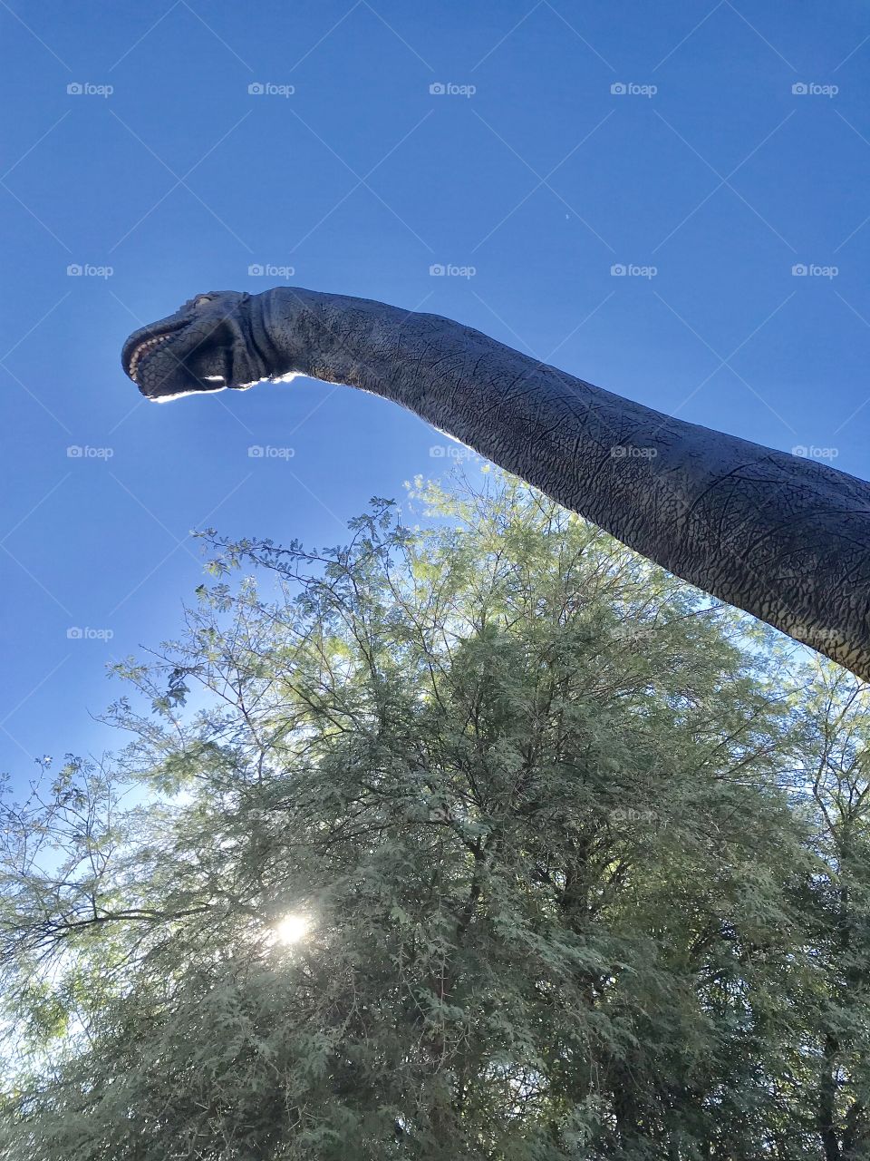 Apatosaurus 