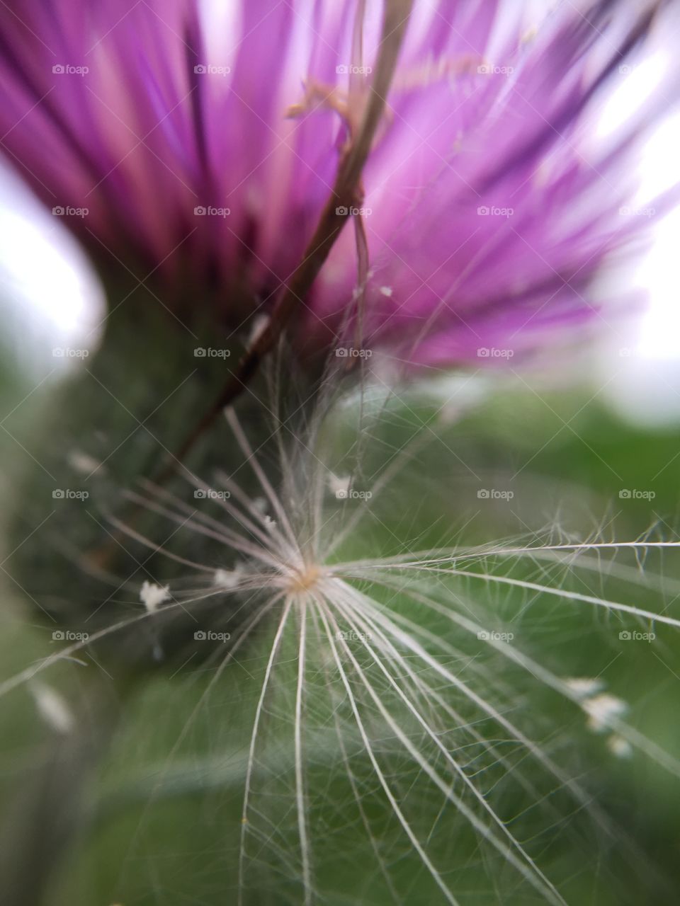 thistle fluff