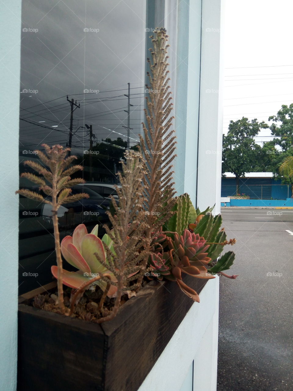 No Person, Flower, Nature, House, Flora