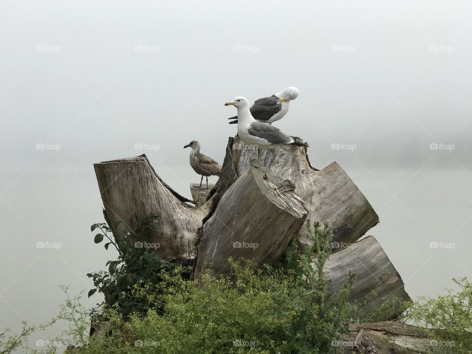 Foggy morning at Lake Merced 