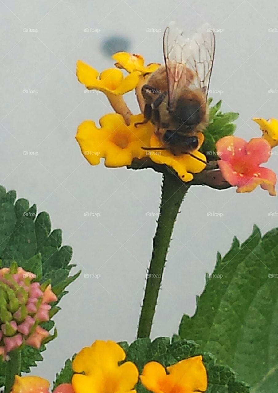 buzz buzz