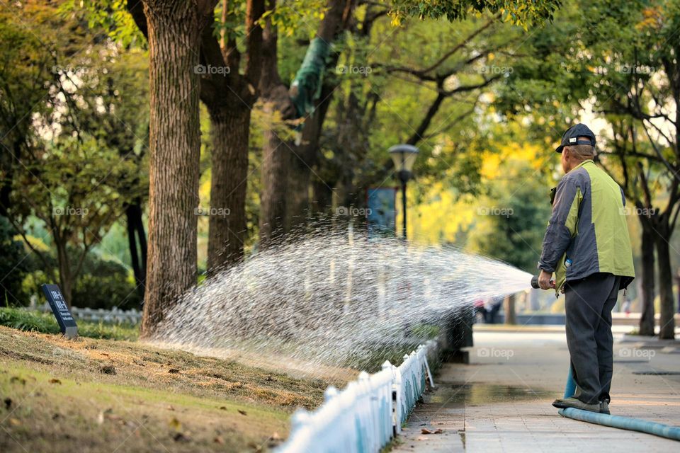 The gardener watering the green grass.Splashes of water.