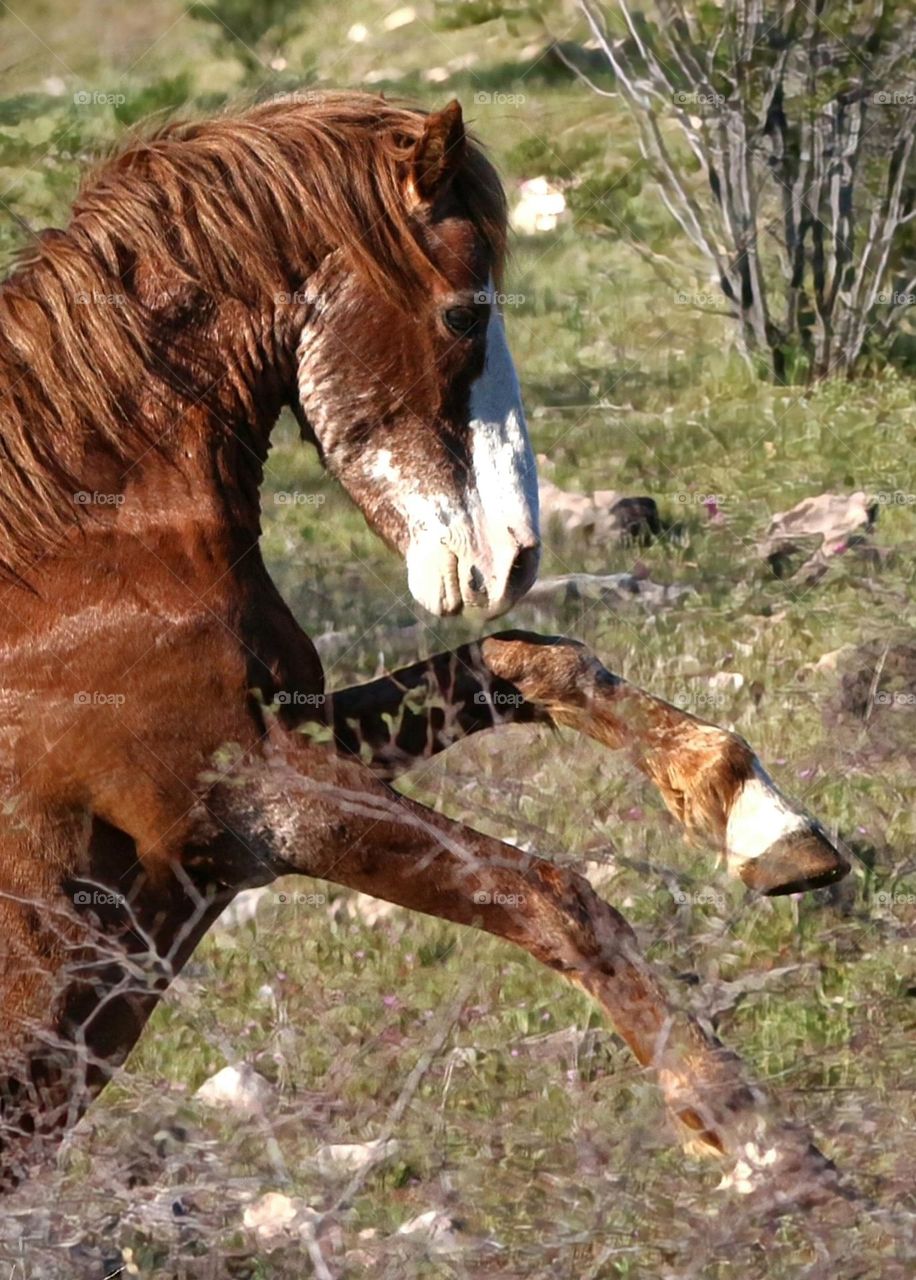 Wild Stallion Sparring with Another Stallion