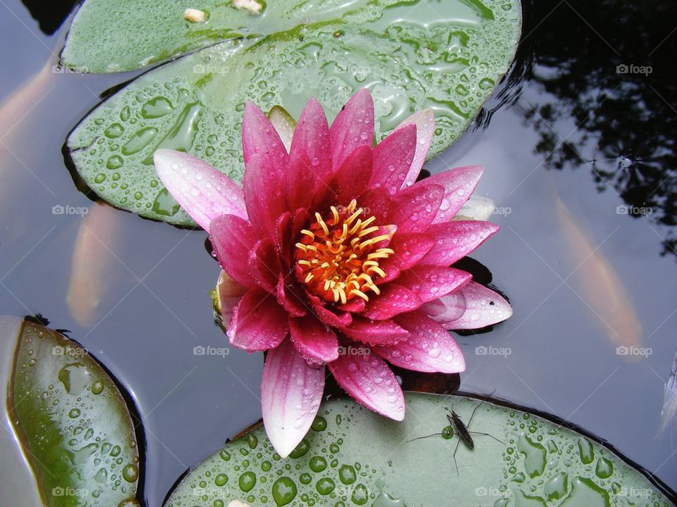 Pink water lily and pond skater