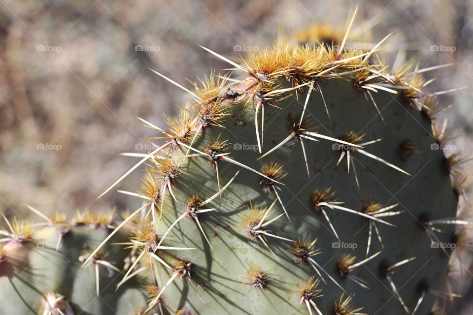 Cactus