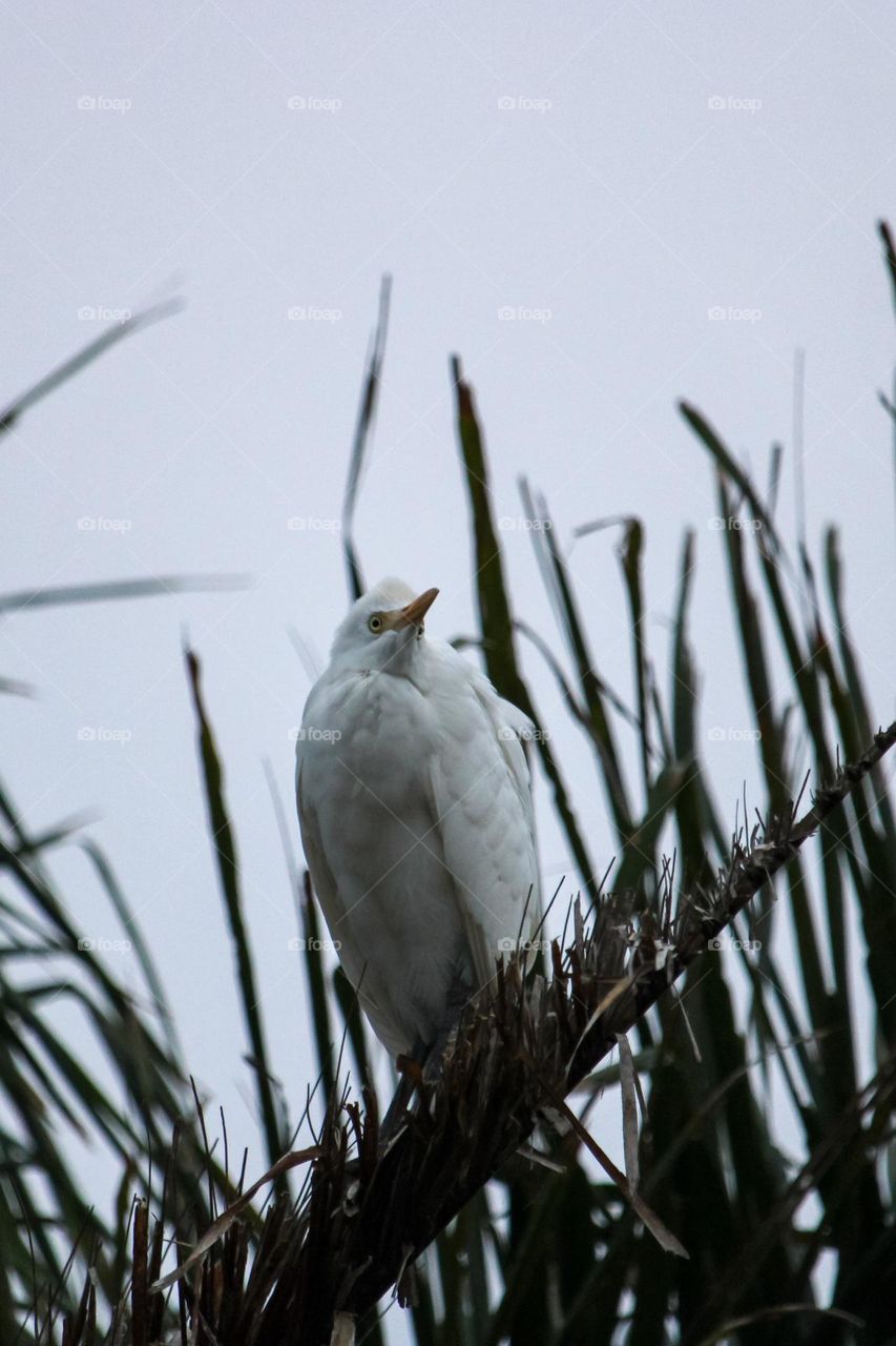 White cattle egret sitting on a palm leaf on a overcast day