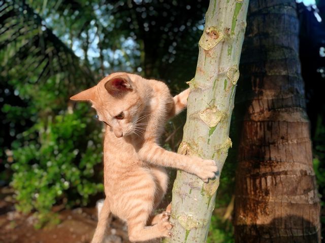 cat