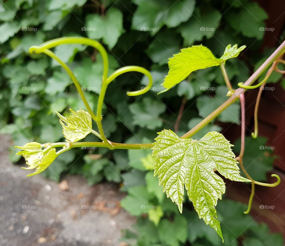 Young Grape Branch