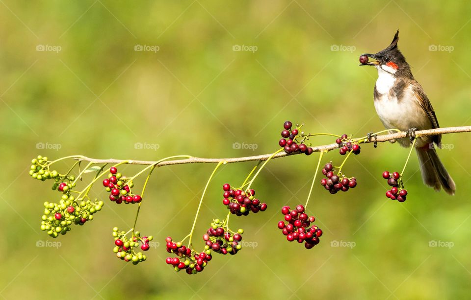 Bulbul Crested Bird Eating Berries