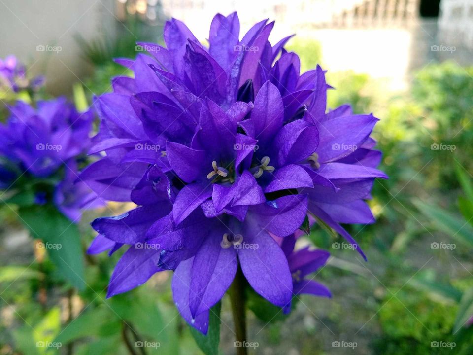 Beautiful flowers 🌺🌹🌼