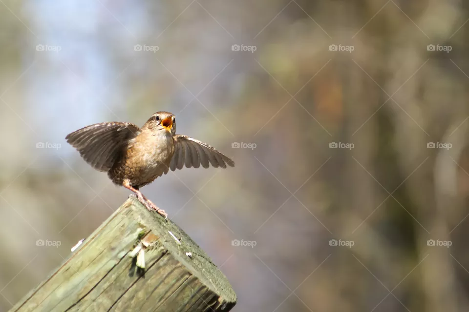 Winter wren dance!