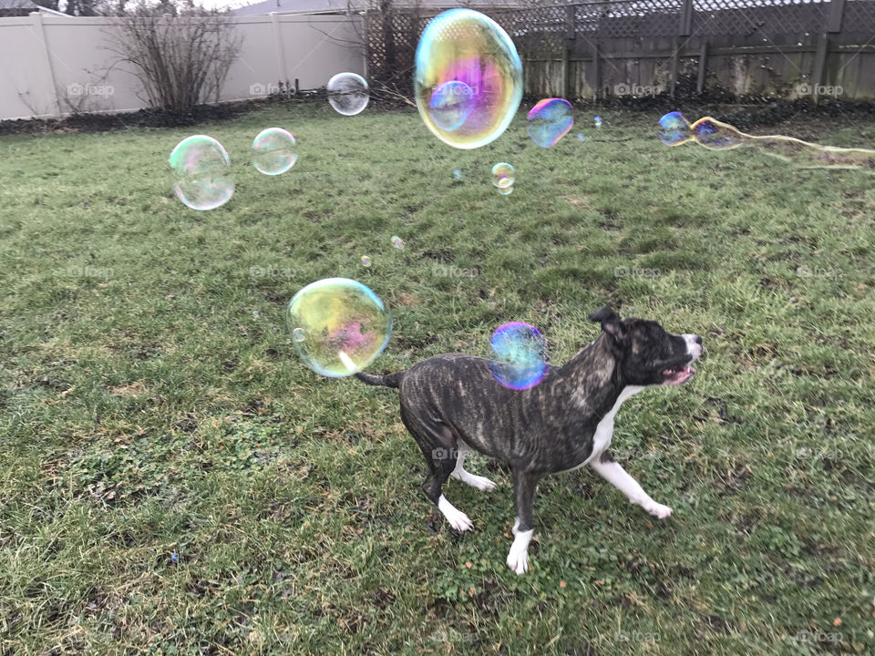 Chasing bubbles 