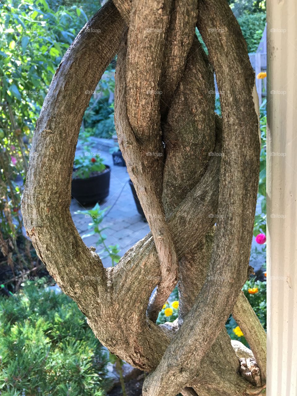 Vine showing twisted growth as it supports itself growing against a house corner. Green leafy foliage, very pretty entrance to back door.🌿