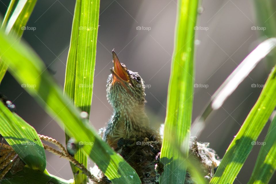hungry baby hummingbird