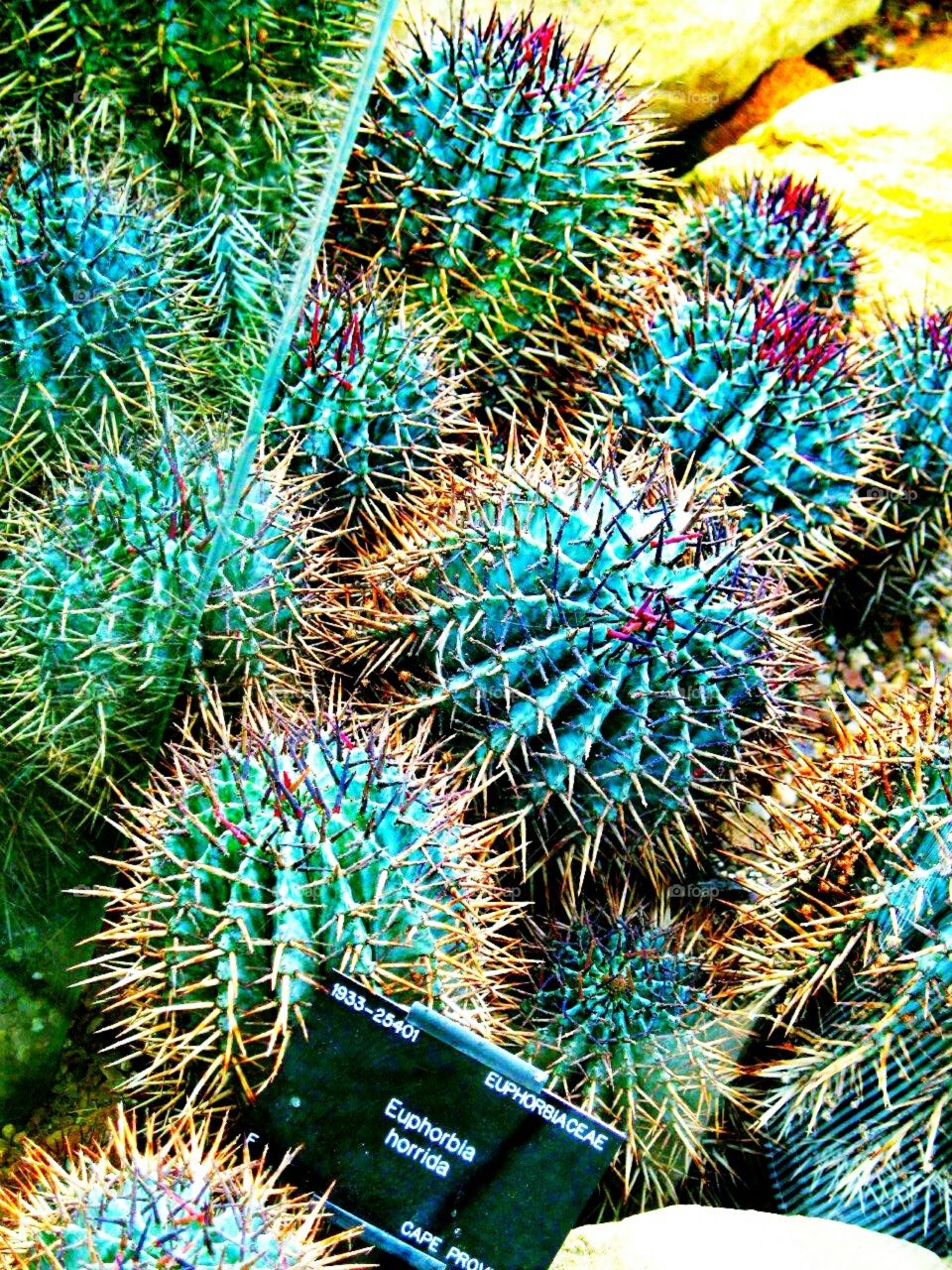 Кактусы цветы природа лето зеленые колючие красота