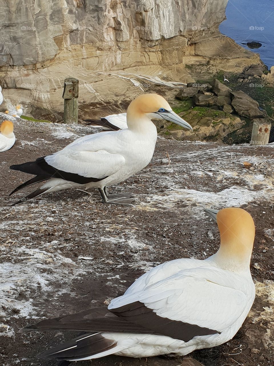 gannet
