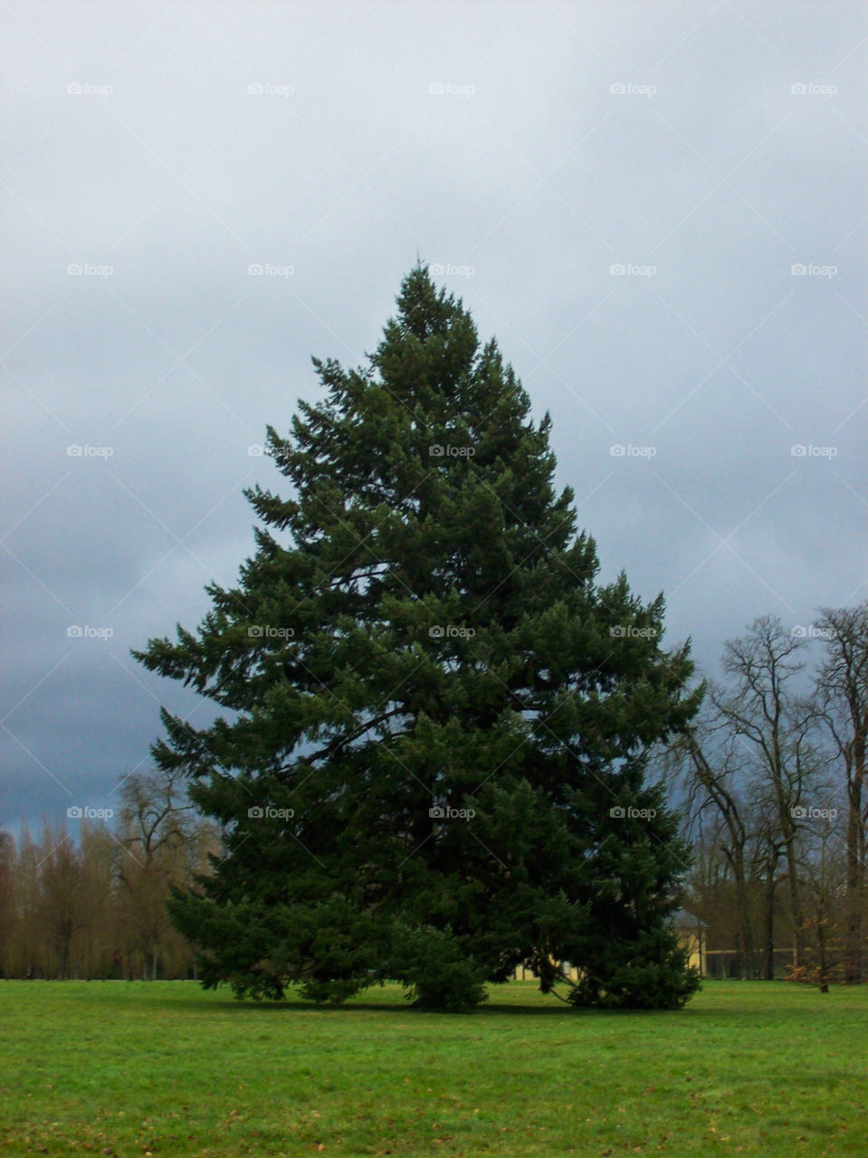 A big tree in the garden of the Château de Versailles.