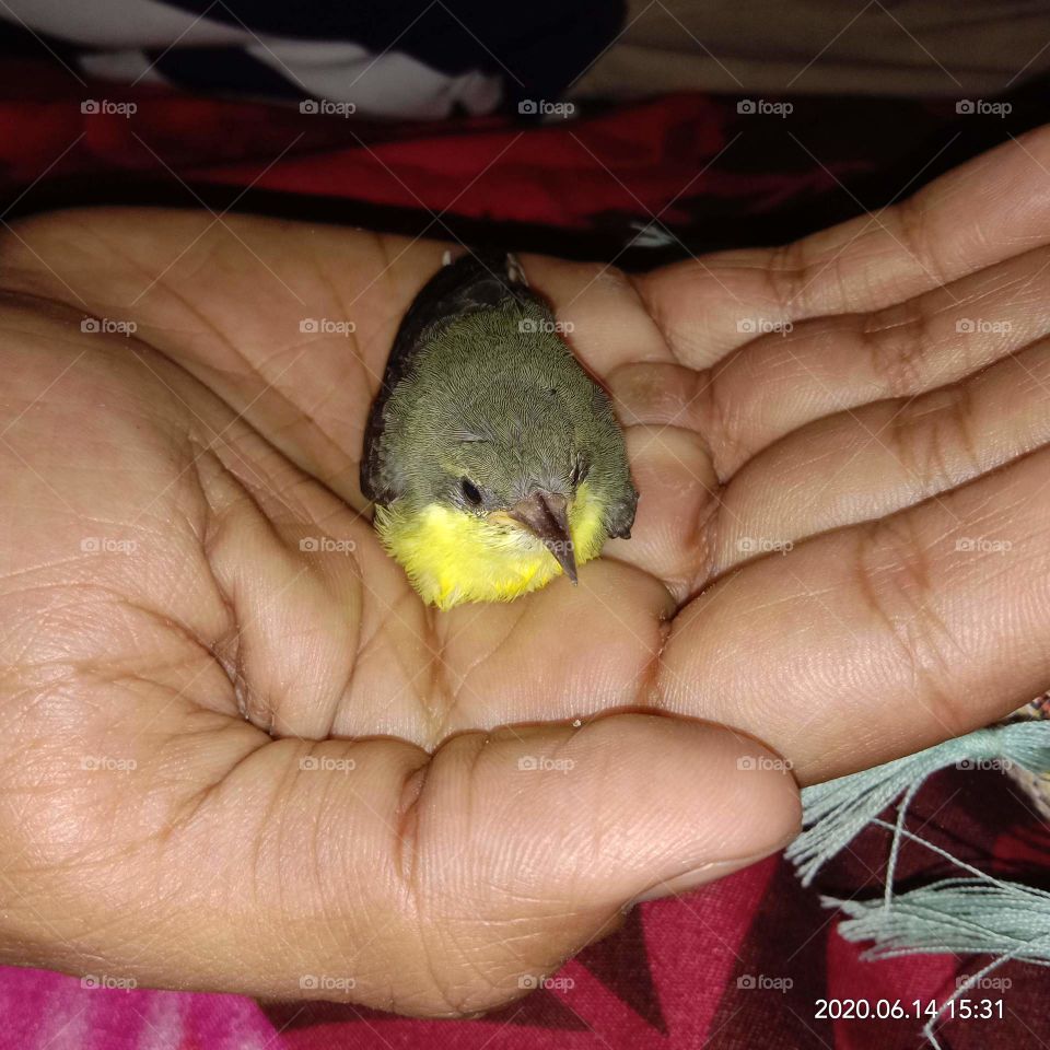 Little baby sparrow on my hand