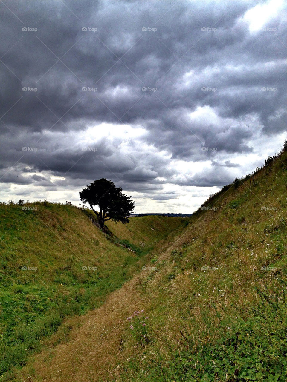 Lonely tree on side of hill on cloudy day.