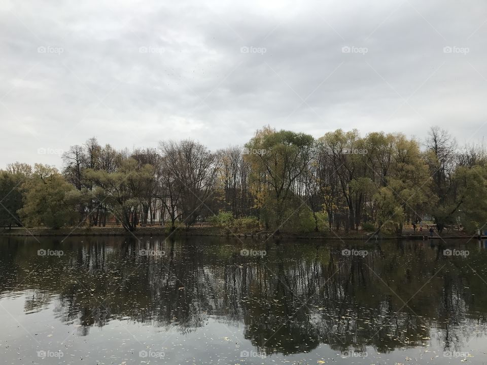 Scenic view of pond in park