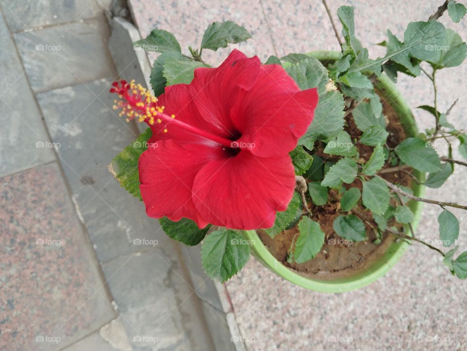 red colour flower seasonal fresh shurb small size looks very beautiful generally found everywhere seasonal
