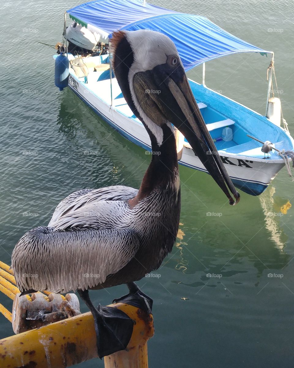 pelican friend