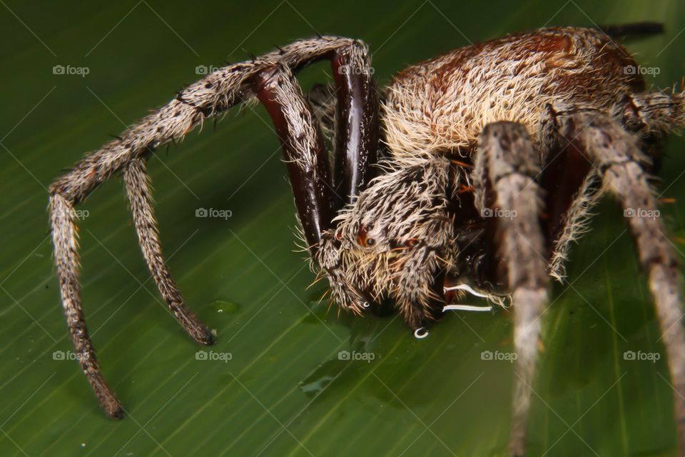 Spider (Macro)