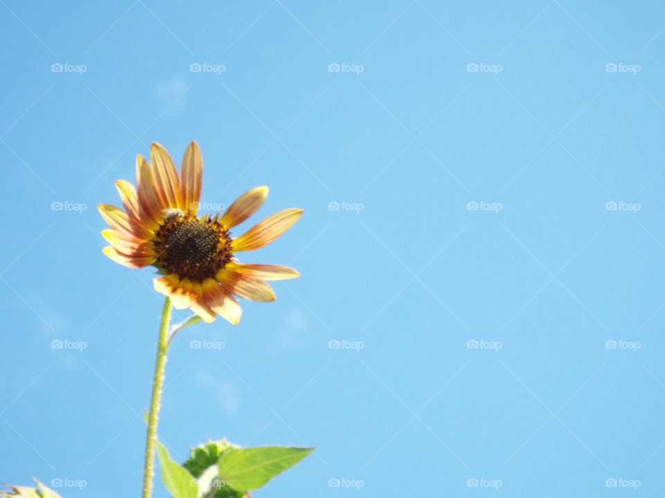 sun flower