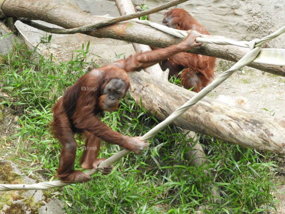 orangutans climbing