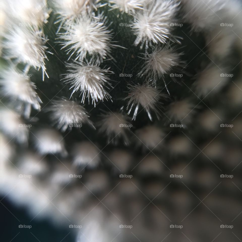 Close-up of cactus