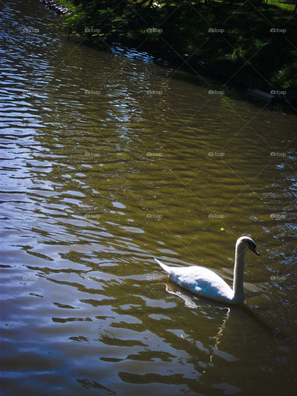 Tranquila e suave ave.