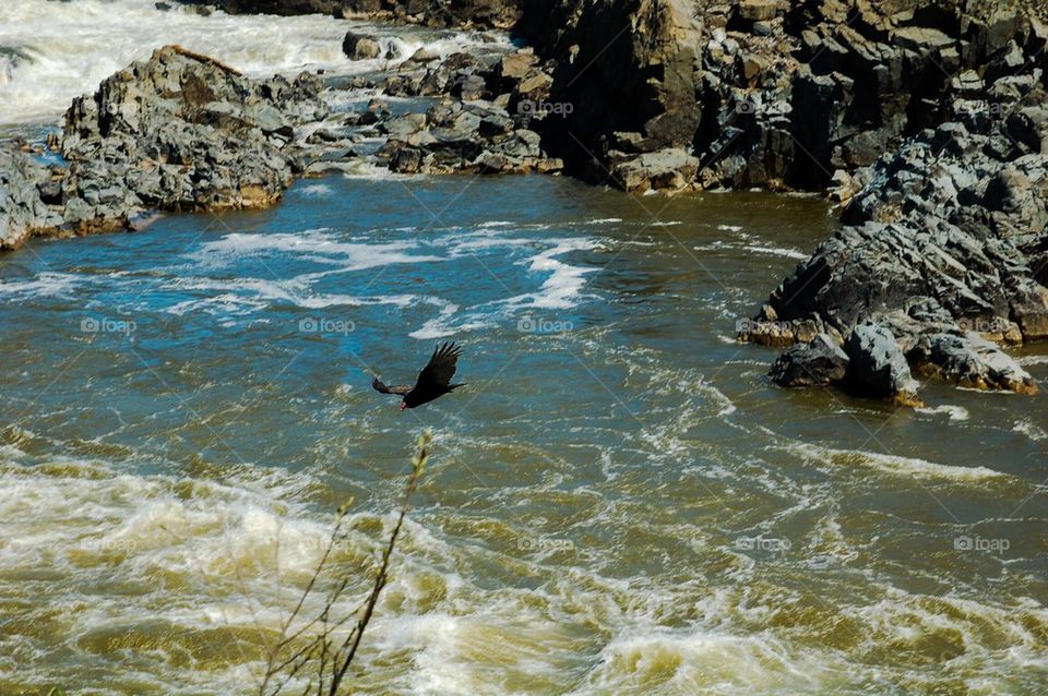 Soaring over Rapids