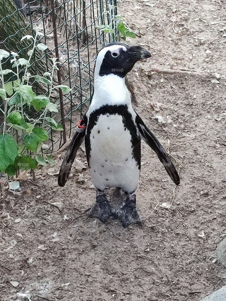 cachalot , oiseau , noir et blanc , black and white , froid ,