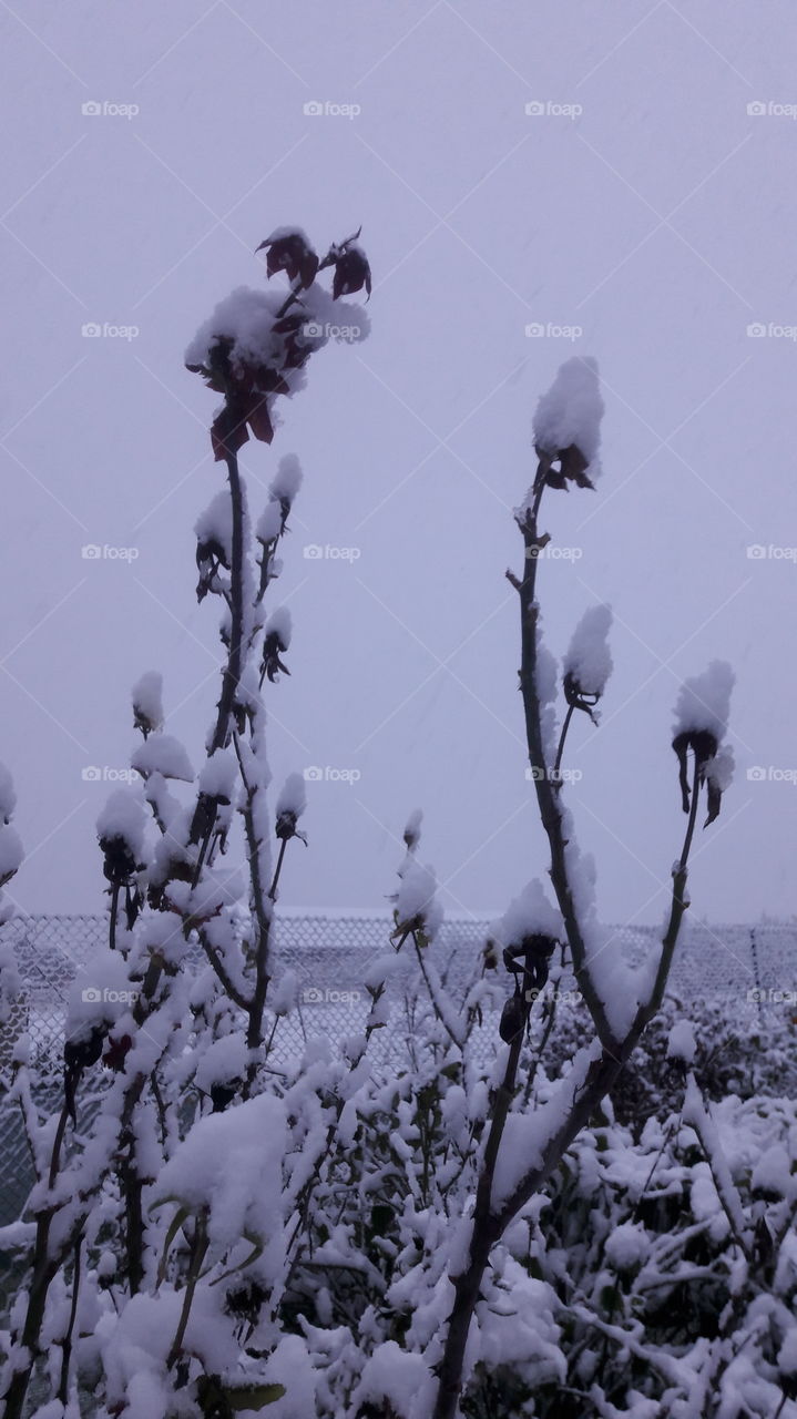 helados. nieve