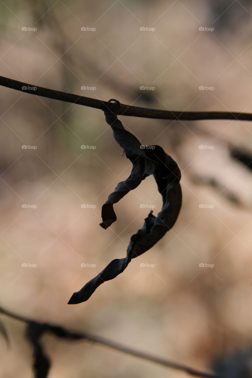 leaf poised for a dismount.