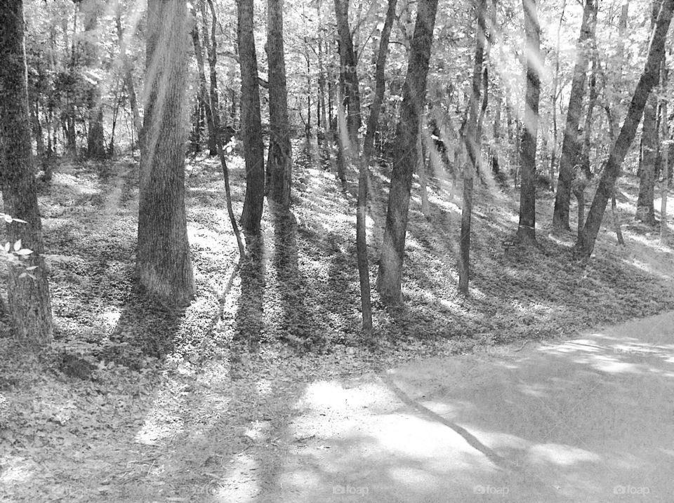 light in the forest.