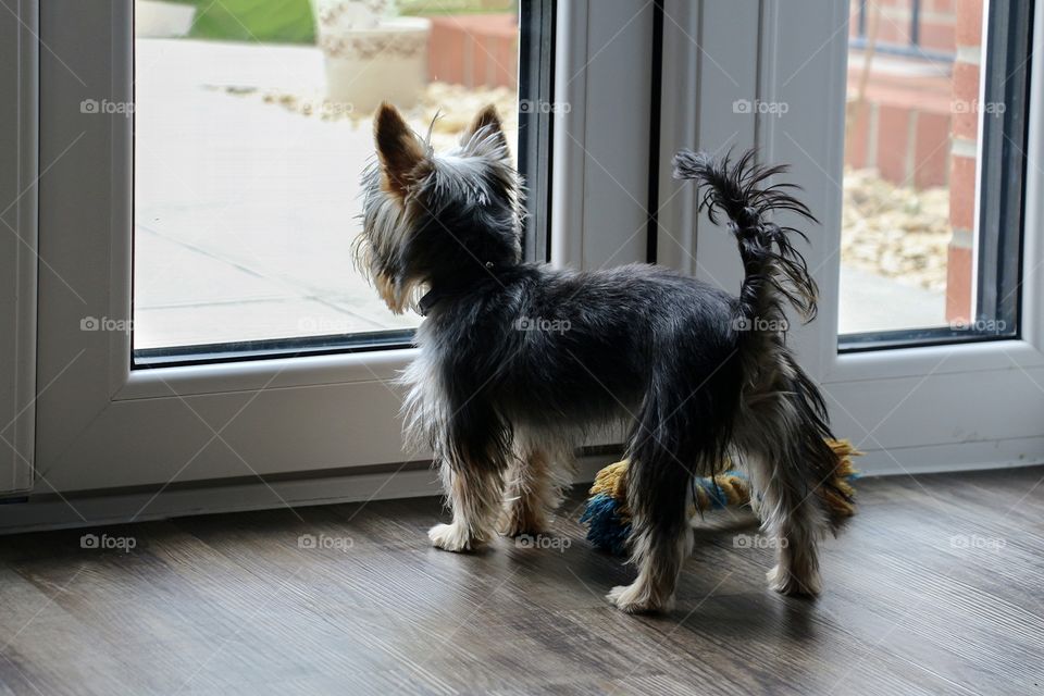 Cute dog looking through windows outside